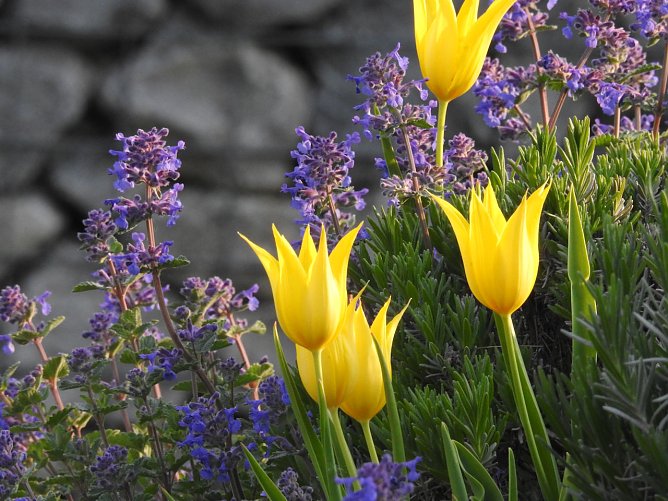 Symbolbild Frühling (Foto: Peter Blei) Symbolbild Frühling (Foto: Peter Blei)