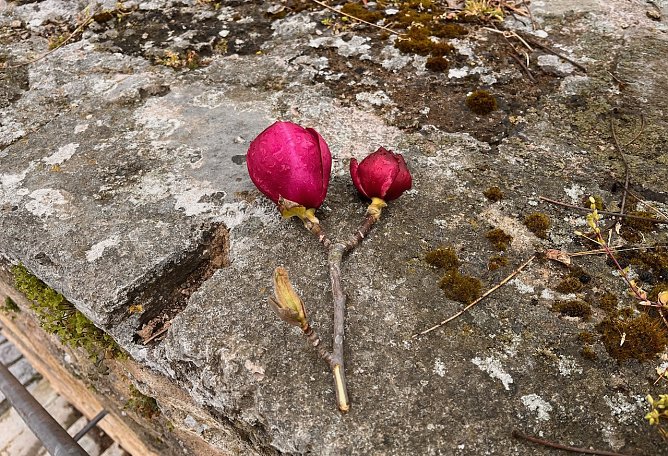 Abgerissener Magnolienzweig (Foto: privat) Abgerissener Magnolienzweig (Foto: privat)