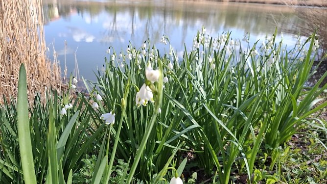 Sommer Knotenblume am Teich - Momentaufnahme - Foto 2 (Foto: Claudia Fabriz)