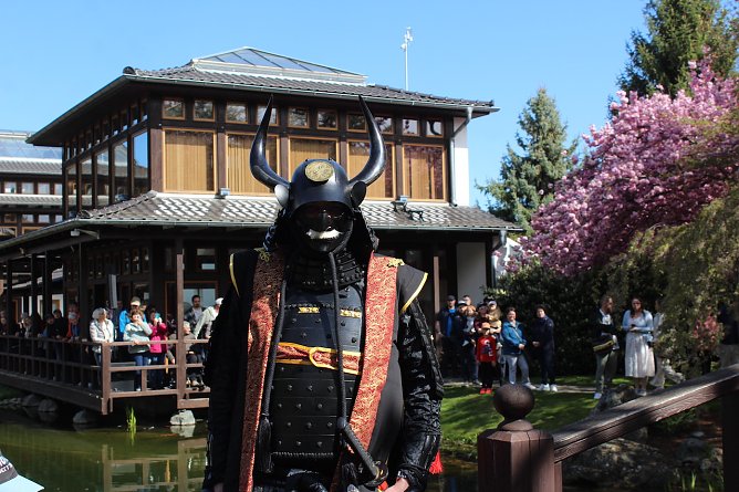 Perfekter Tag im Japanische Garten: Kirschbl&uuml;te in H&ouml;chstform, fern&ouml;stliches Flair und zahlreiche Besucher bei herrlichstem Sonnenschein  (Foto: oas)