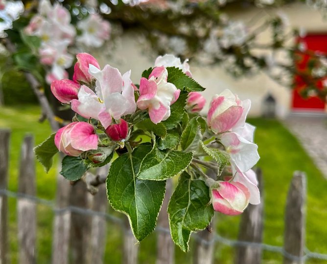 Symbolbild Fr&uuml;hling (Foto: ssc)