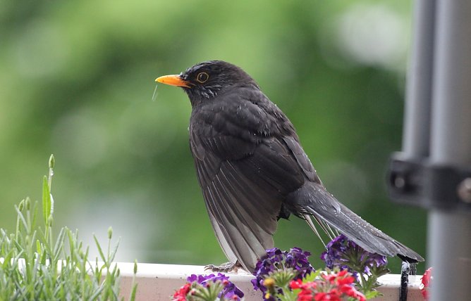 Amsel im Sommer (Foto: Eva Maria Wiegand) Amsel im Sommer (Foto: Eva Maria Wiegand)