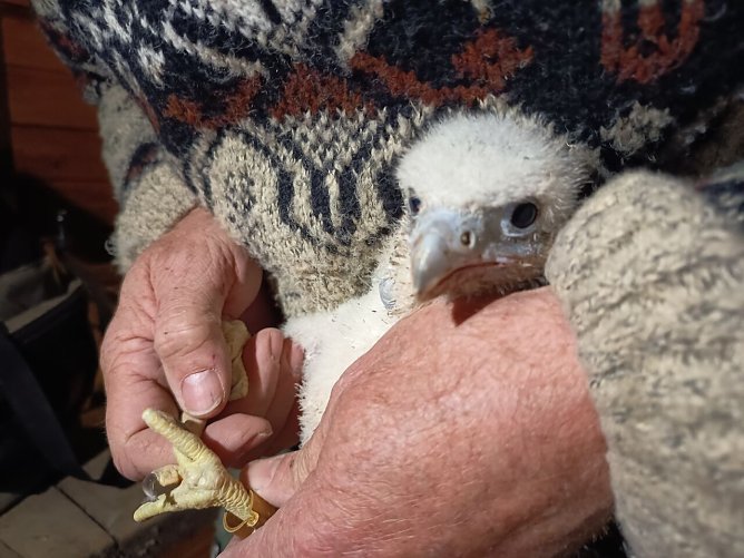 Jungfalke wird beringt (Foto: Steffi Maass, M&uuml;hlh&auml;user Museen)