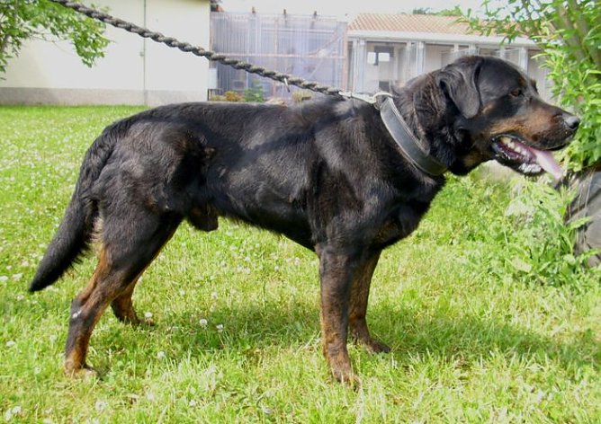 Nero (Foto: C. Knust)