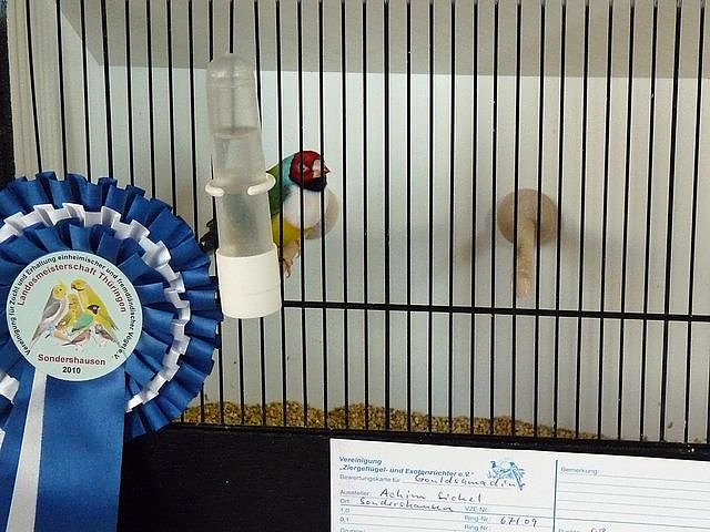 Vogelausstellung in Sondershausen (Foto: Karl-Heinz Herrmann)