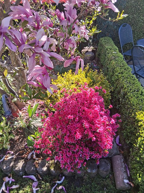 Bild: Momentaufnahme Blumenzauber vor dem Haus (2)