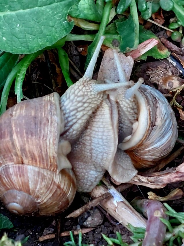 Bild: Liebesspiel der Weinbergschnecken