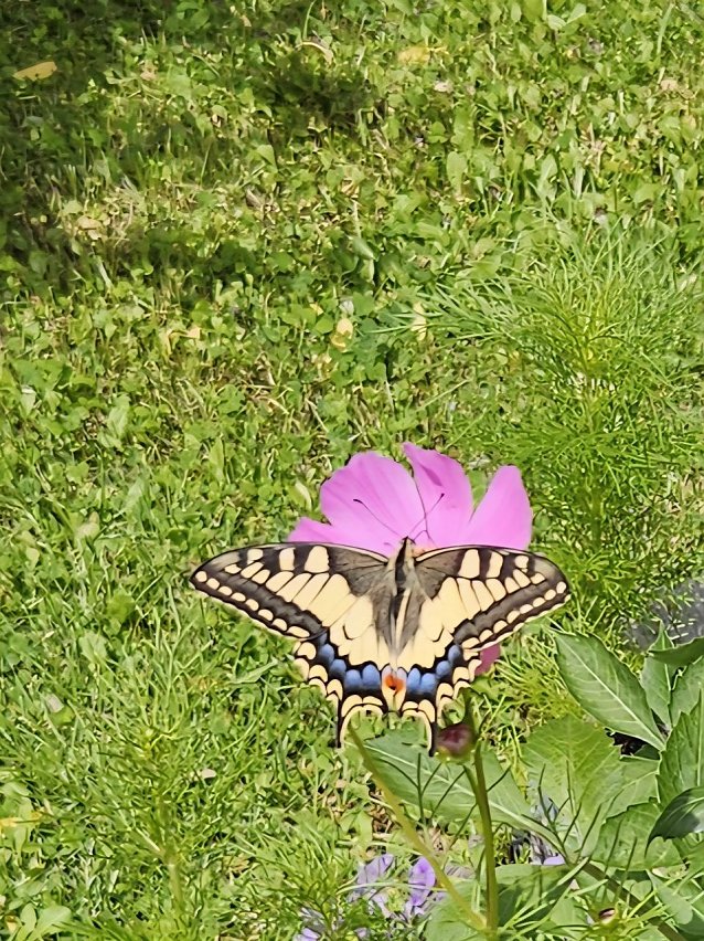 Bild: Schmetterling im Garten