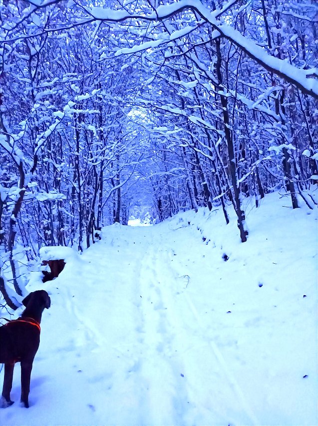 Bild: Dogge Barney ist von dem vielen Schnee verzaubert