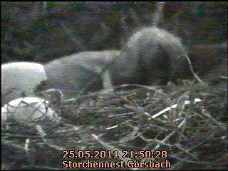 Neues aus dem Storchennest