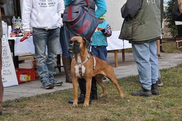 Weihnachtsmarkt im Tierheim