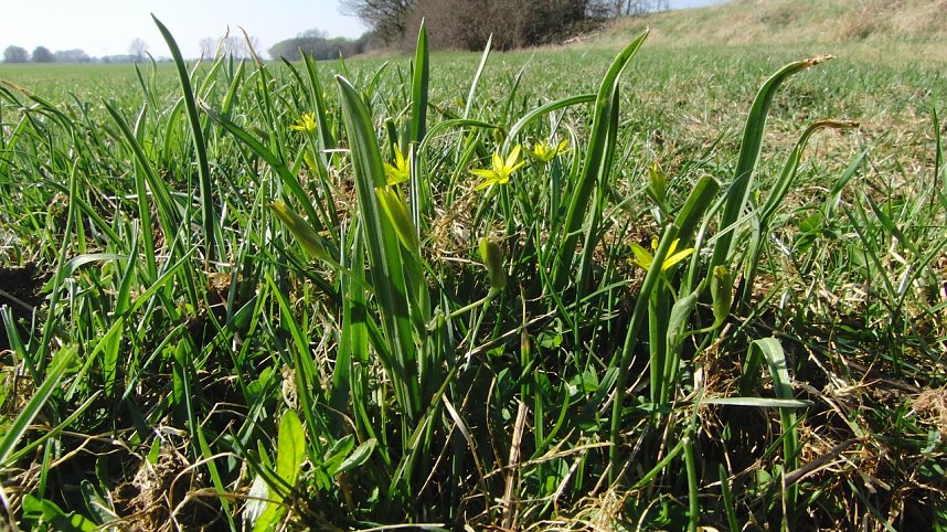 Die Pflanze von nebenan