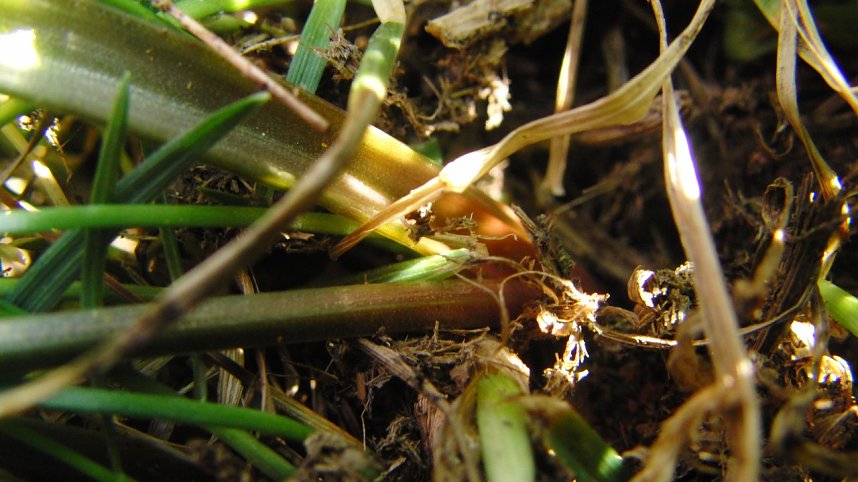 Die Pflanze von nebenan