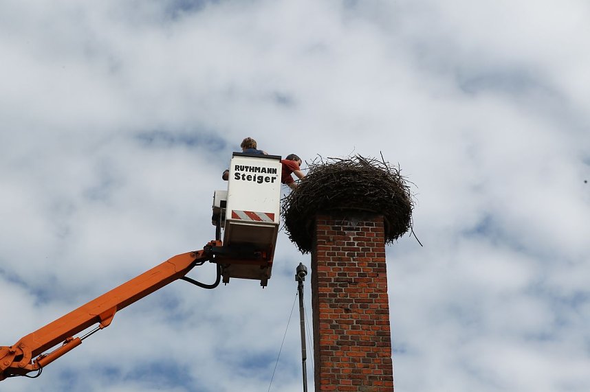 Jungst&ouml;rche werden beringt