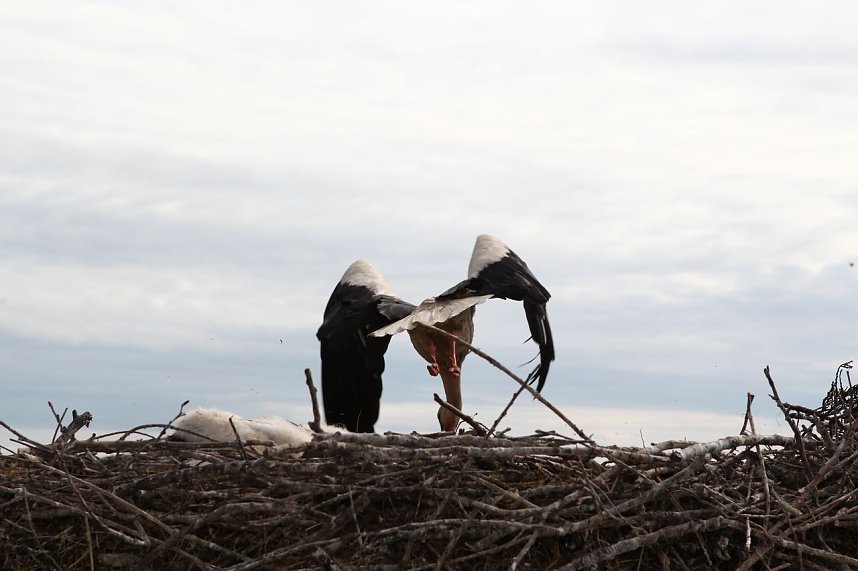 Jungst&ouml;rche werden beringt