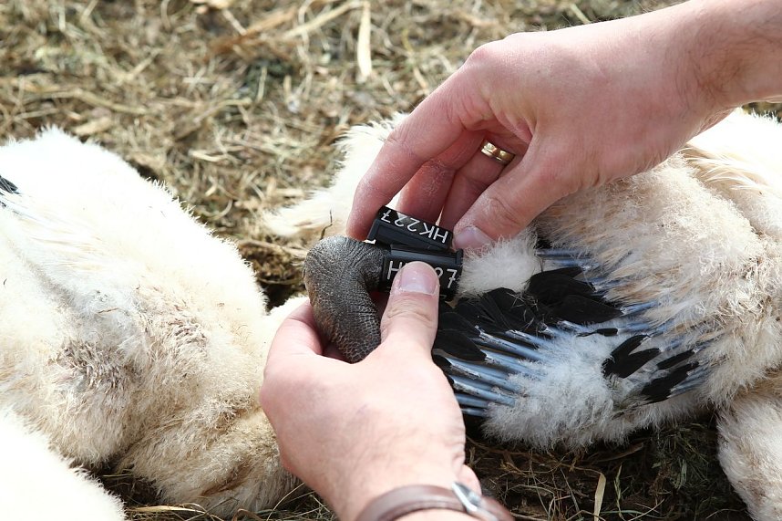 Jungst&ouml;rche werden beringt