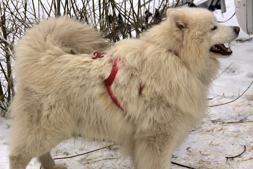 Schlittenhunderennen in Benneckenstein