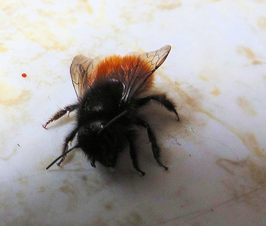 Besuch eines Fr&uuml;hlingsboten: Steinhummel