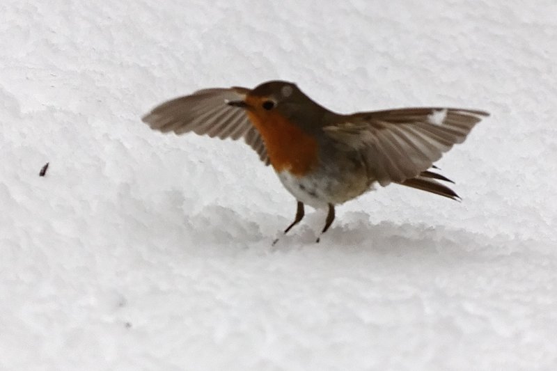 Christiane Wiesemann