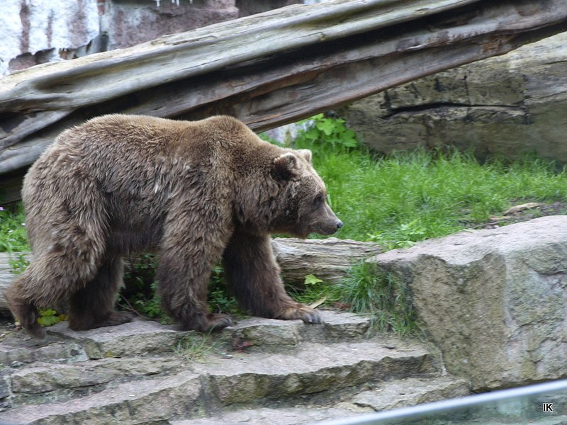B&auml;rin Conny zieht nach Worbis