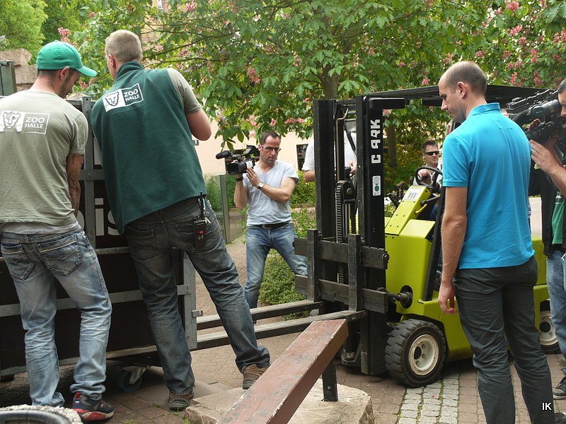 B&auml;rin Conny zieht nach Worbis