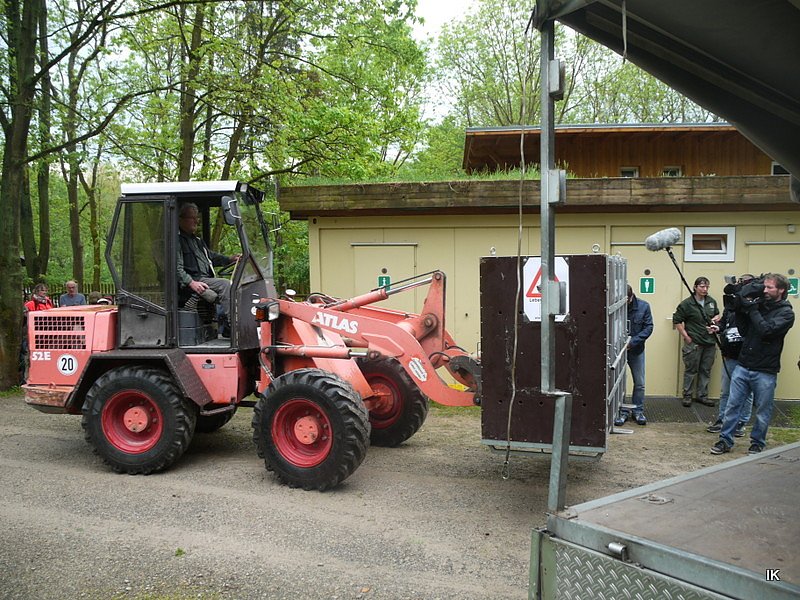 B&auml;rin Conny zieht nach Worbis