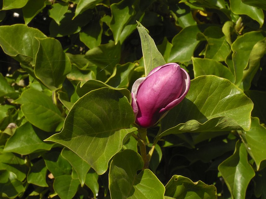 Der W&ouml;rlitzer Park