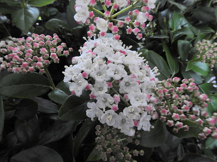 Peter Blei zu Besuch auf Schloss Oranienbaum