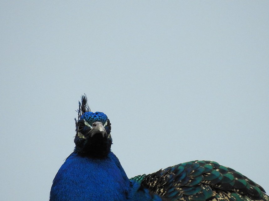 Fr&uuml;hlingserwachen in der Vogelwelt