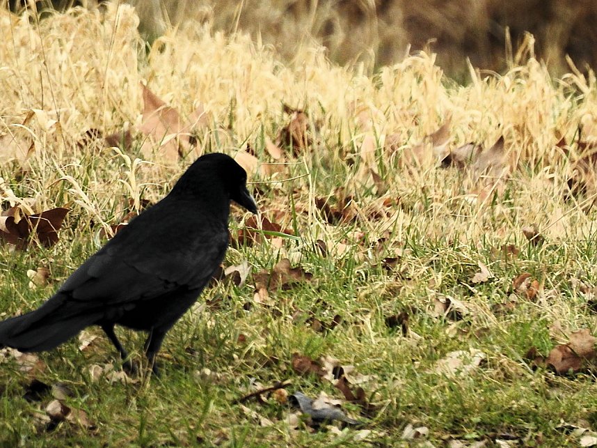 Fr&uuml;hlingserwachen in der Vogelwelt