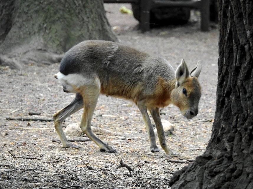 Peter Blei unterwegs in K&ouml;then