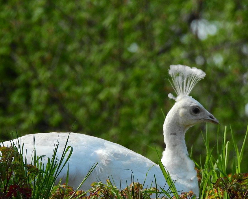 Peter Blei unterwegs in K&ouml;then