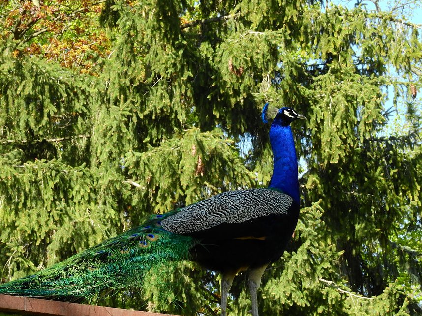 Peter Blei unterwegs in K&ouml;then