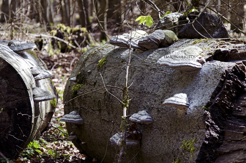 Unterwegs im Naturpark S&uuml;dharz