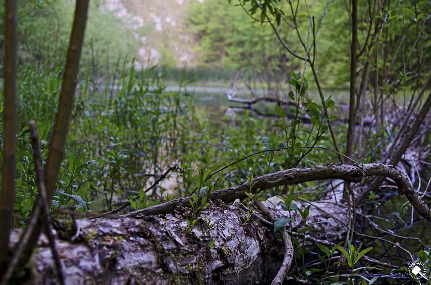Wanderung im Morgengrauen