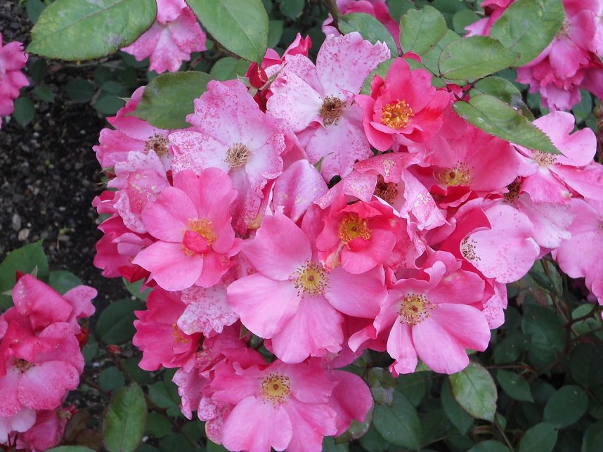 Besuch im Rosengarten in Bad Langensalza