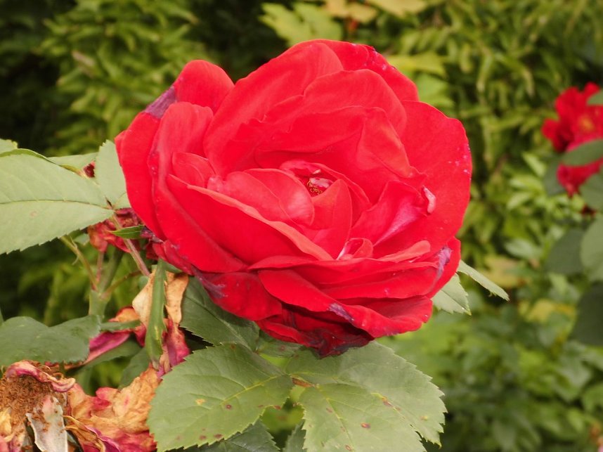 Besuch im Rosengarten in Bad Langensalza