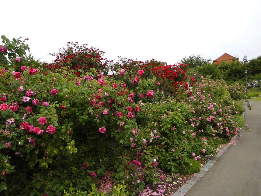 Besuch im Rosengarten in Bad Langensalza