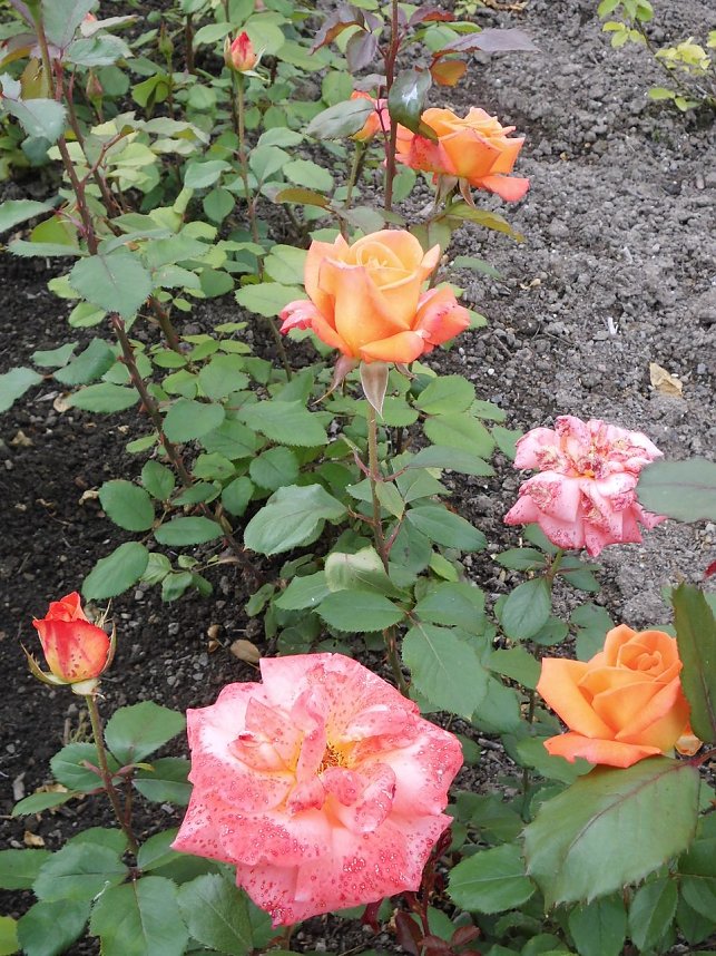 Besuch im Rosengarten in Bad Langensalza