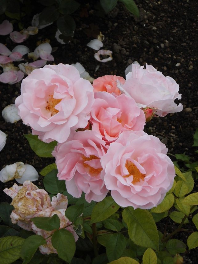 Besuch im Rosengarten in Bad Langensalza