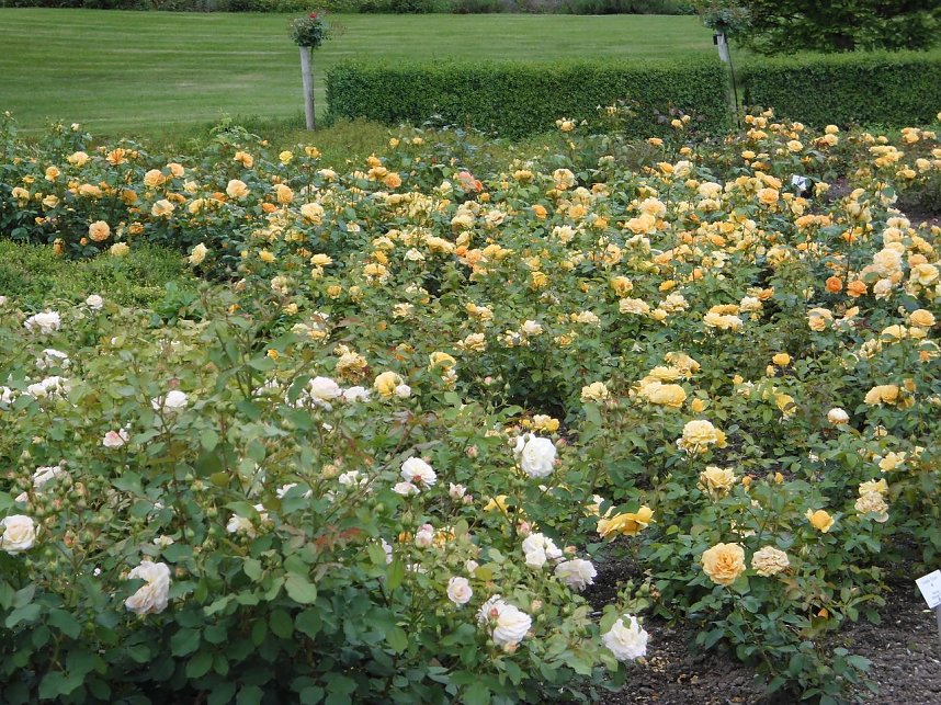 Besuch im Rosengarten in Bad Langensalza