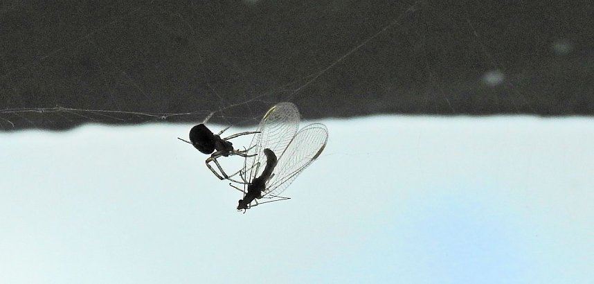 Der Kampf ums &Uuml;berleben