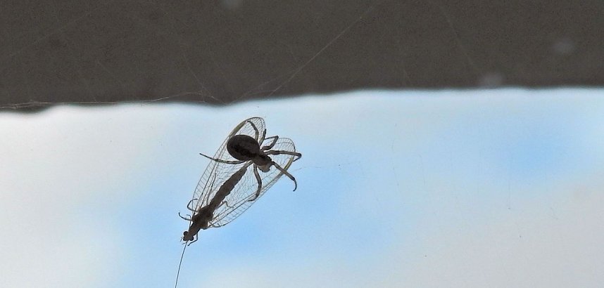 Der Kampf ums &Uuml;berleben