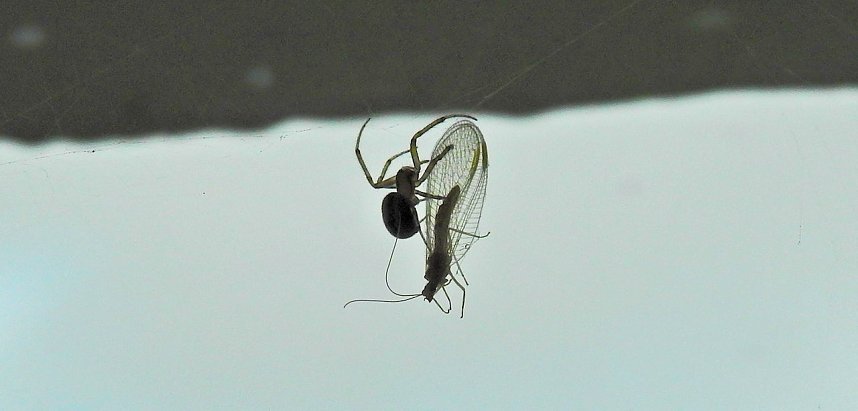 Der Kampf ums &Uuml;berleben