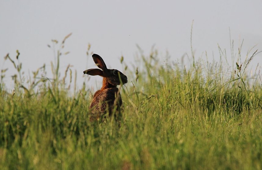 Ernte und Mahd bedeuten Gefahr f&uuml;r Wildtiere