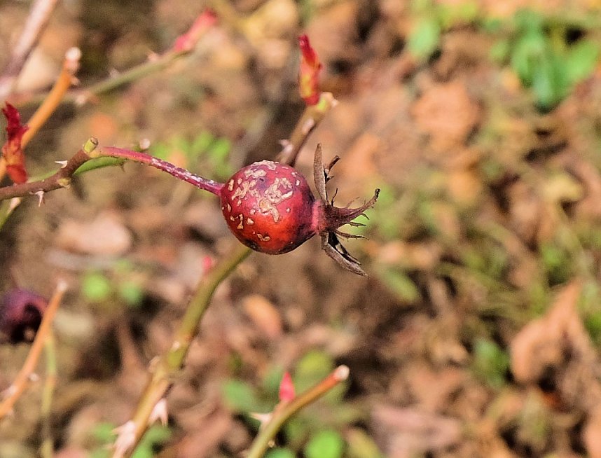Der Sieger steht fest.