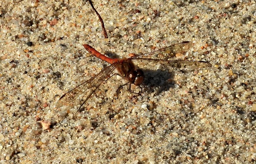 Peter Blei am Muldestausee