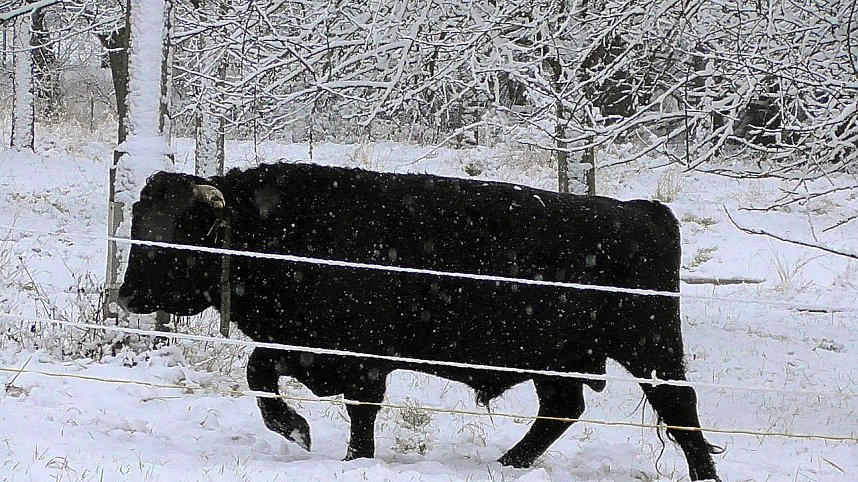 Winter unterm Kyffh&auml;user