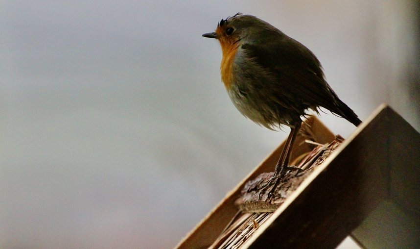 Rotkehlchen in Fr&uuml;hlingslaune