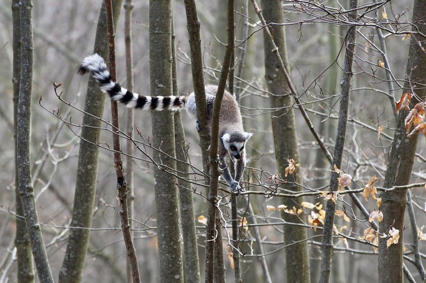 Besuch im Affenpark Strau&szlig;berg
